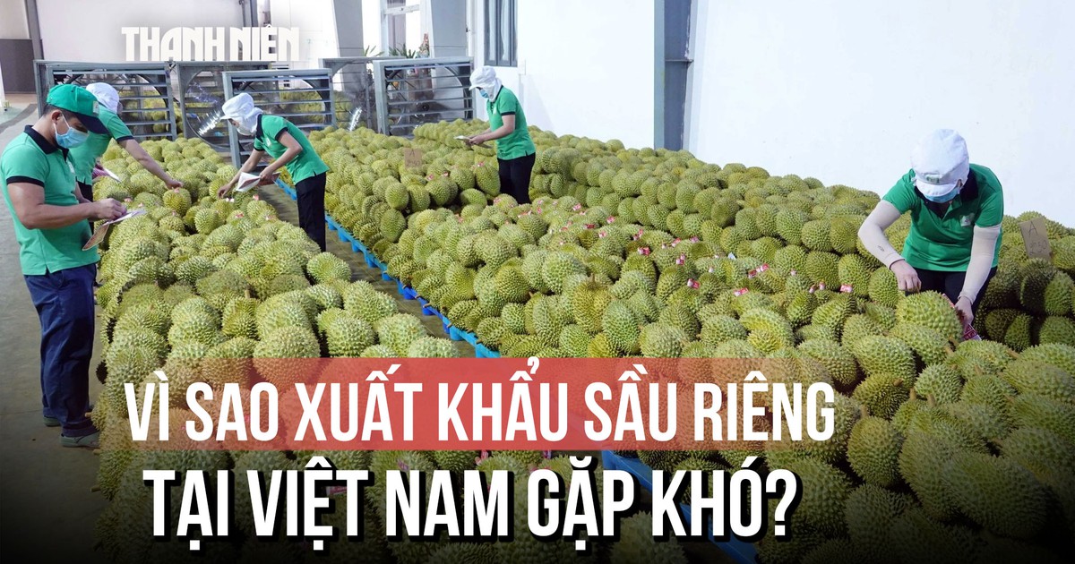 Khi sầu riêng trở thành ngành ‘hot’: Rủi ro thuốc giả, chất độc hại gây khó xuất khẩu?