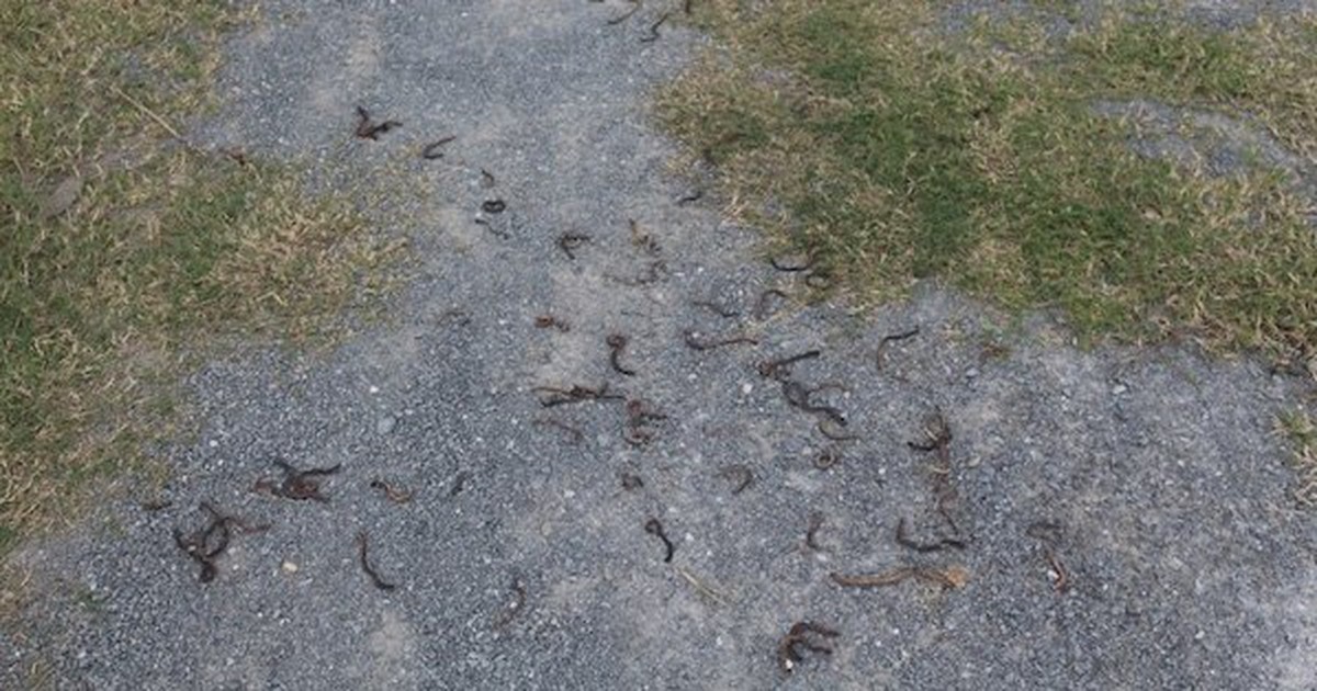 Quảng Trị: Giun đất trồi lên mặt đường rồi chết hàng loạt chưa rõ nguyên nhân
