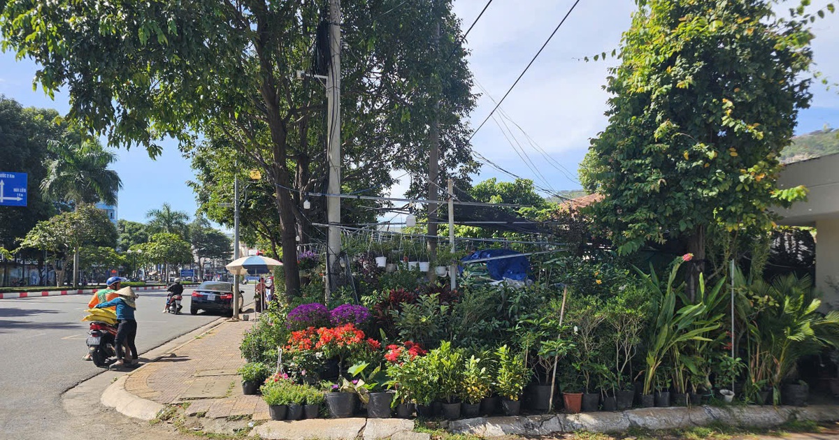 TP.HCM: Người dân bán cây kiểng trên khu đất công gần 2.000 m2, ai quản lý?