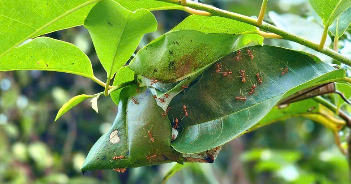 T&ecirc;n đường độc lạ ở v&ugrave;ng ven TP.HCM: Ổ Cu Kiến V&agrave;ng v&agrave; k&yacute; ức khẩn hoang