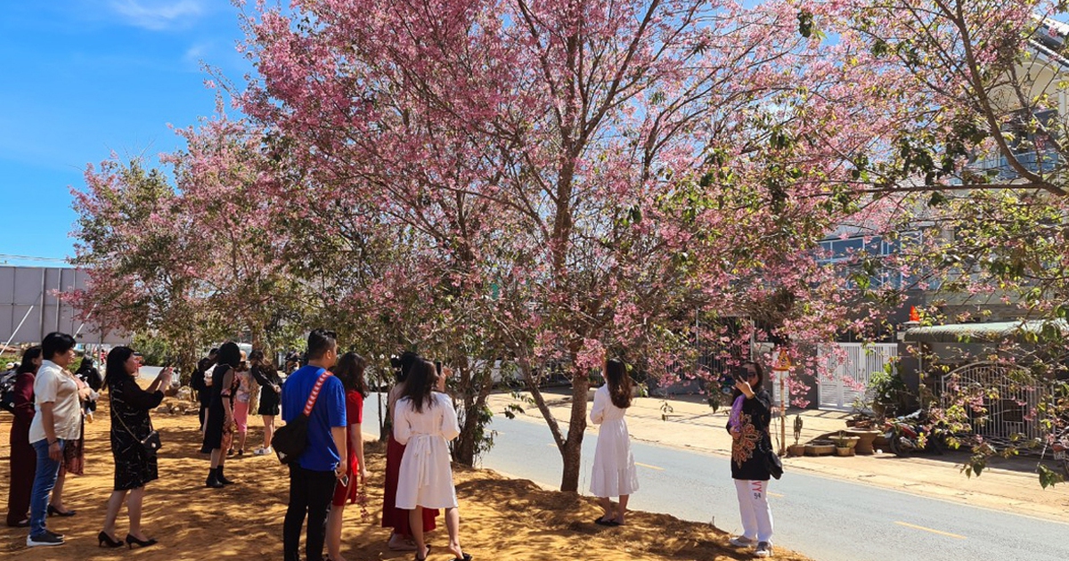 Lễ hội hoa mai anh đào - Đà Lạt xuân 2026