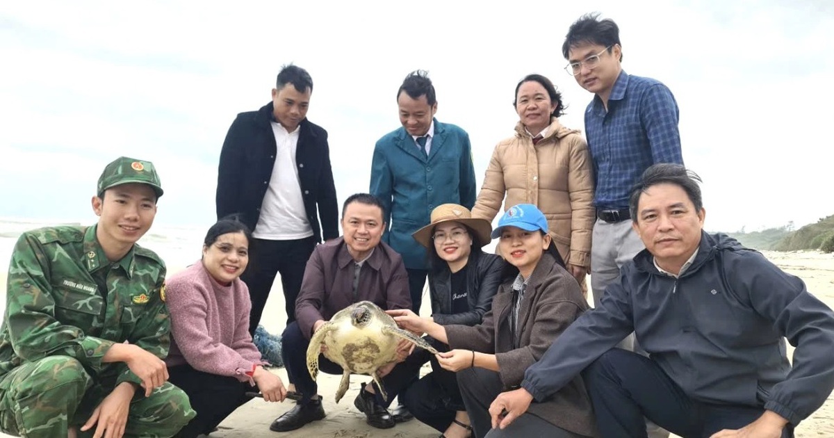 Quảng Trị: Thả rùa quý hiếm bị vướng lưới về lại biển
