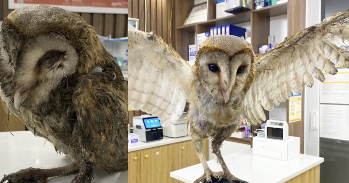 Chim c&uacute; lợn d&iacute;nh keo bẫy chuột, bị đ&aacute; ra b&atilde;i r&aacute;c: H&agrave;nh tr&igrave;nh hồi sinh kỳ diệu