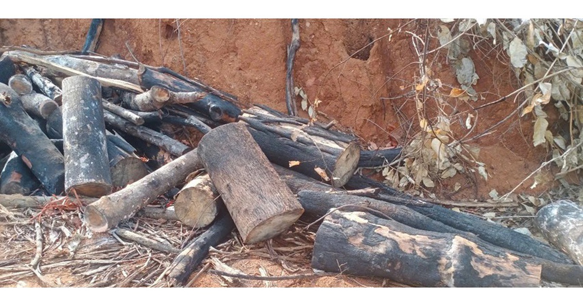 Lỗ hổng trong bảo vệ rừng