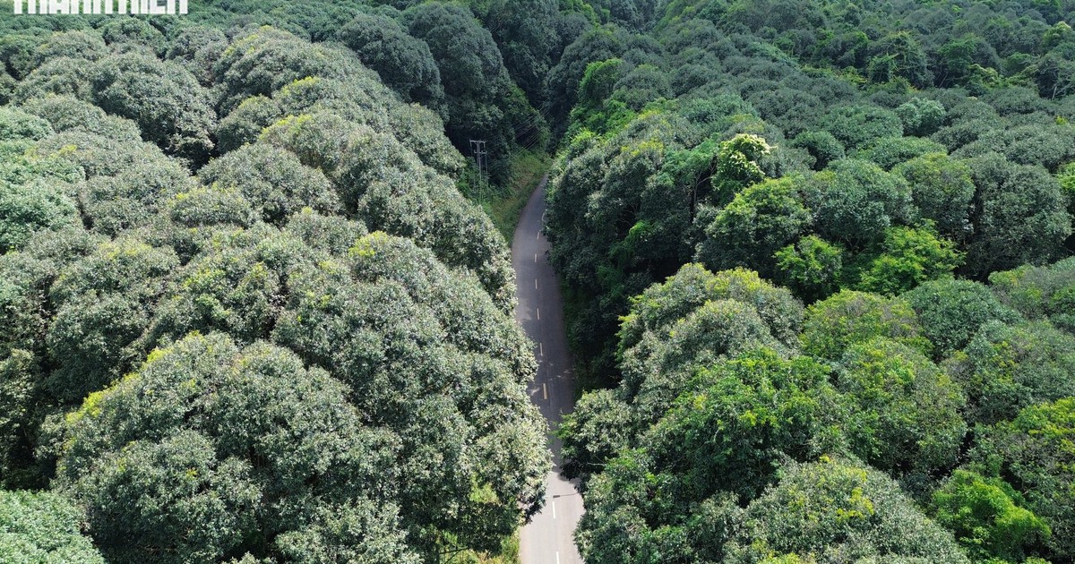 Quanh năm mát lạnh như Đà Lạt: Rừng phòng hộ Xuân Sơn lên ảnh flycam cực chất