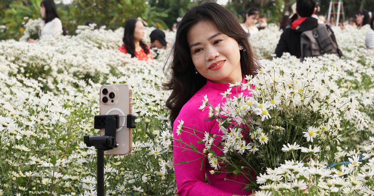 Người Hải Phòng nô nức check-in cúc họa mi