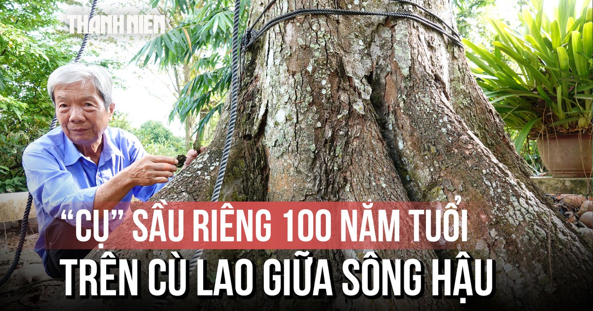 ‘Cụ’ sầu riêng trăm tuổi trên cù lao giữa sông Hậu: Báu vật của gia đình thầy giáo