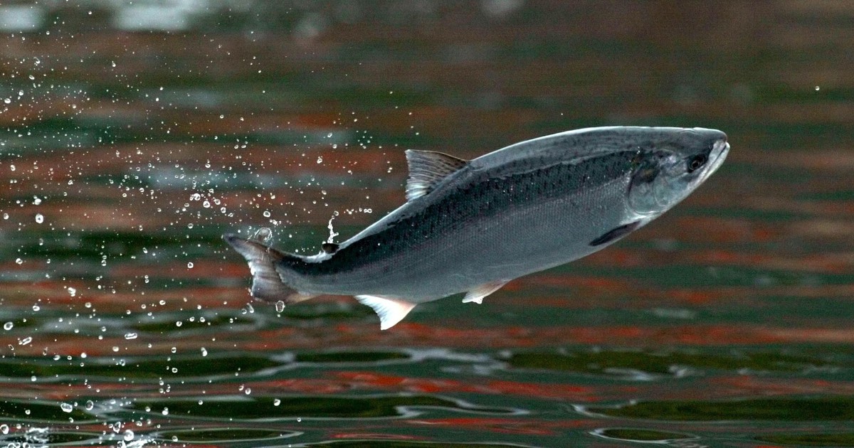 Hang big reward to catch 27,000 salmon from the cage