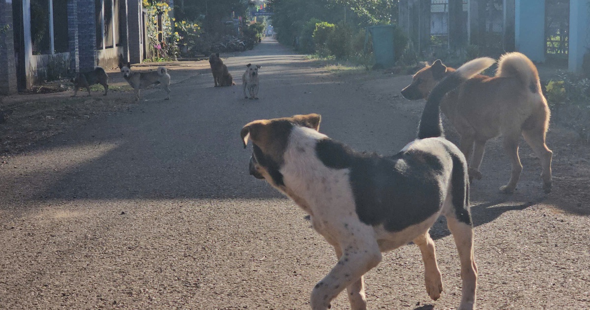 Cụ bà 76 tuổi tử vong nghi mắc bệnh dại sau 9 tháng bị chó cắn