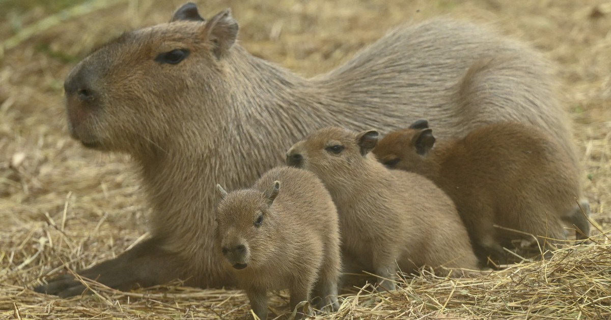 Tranh c&atilde;i về quyết định tr&aacute;nh thai, triệt sản lo&agrave;i capybara