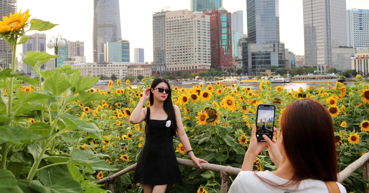 ‘Săn’ ảnh đẹp ở cánh đồng hoa hướng dương ngay tại công viên bờ sông Sài Gòn