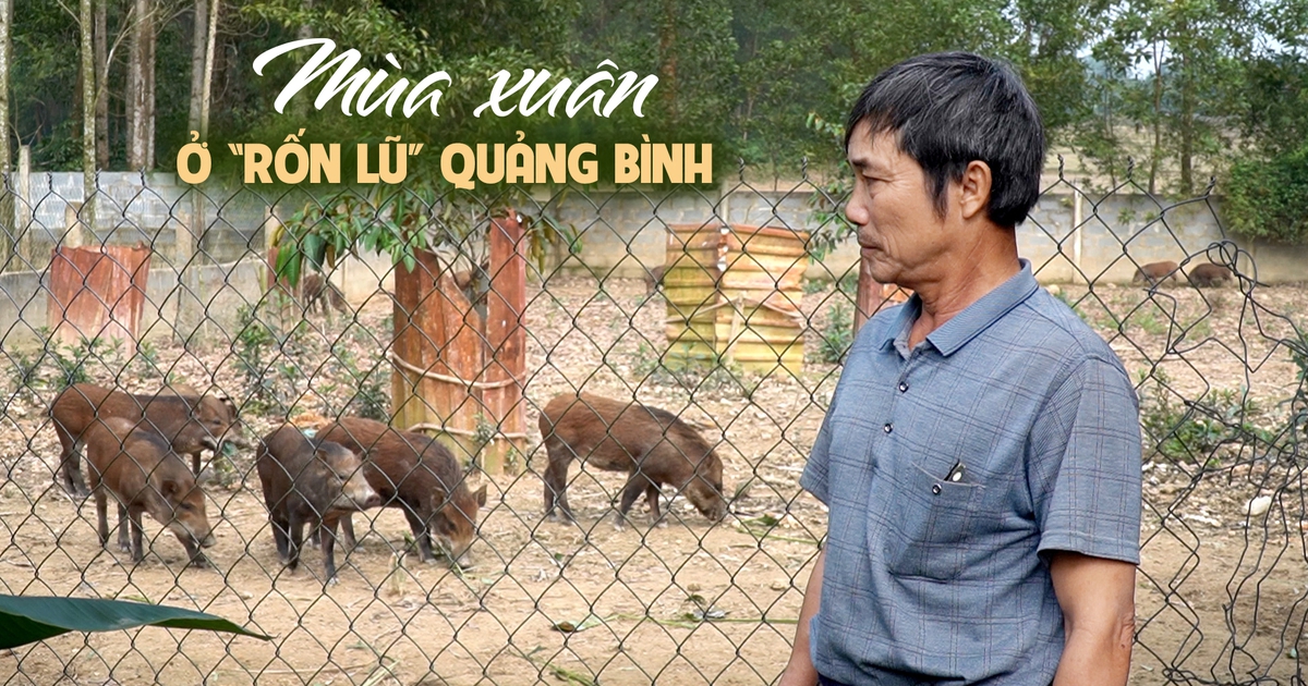 Mùa xuân ở ‘rốn lũ’ Quảng Bình: Hy vọng mới sau con nước dữ
