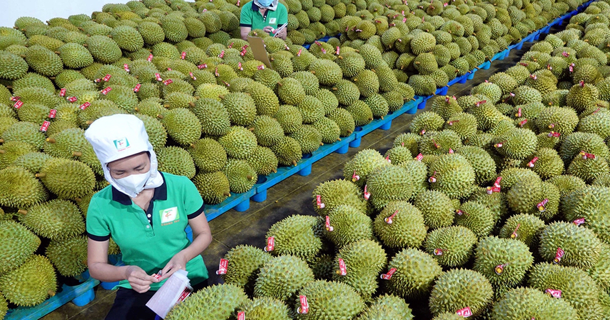 Giá sầu riêng, lúa gạo vẫn thấp vì sao?