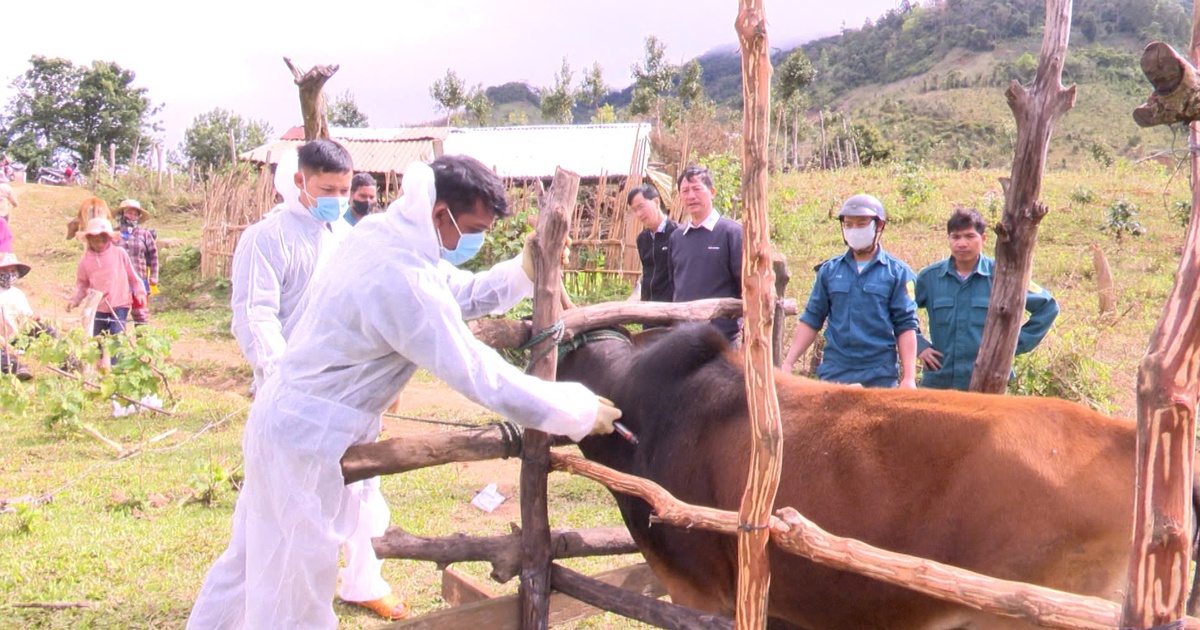 Kon Tum: H&agrave;ng chục con tr&acirc;u, b&ograve; bệnh lở mồm long m&oacute;ng