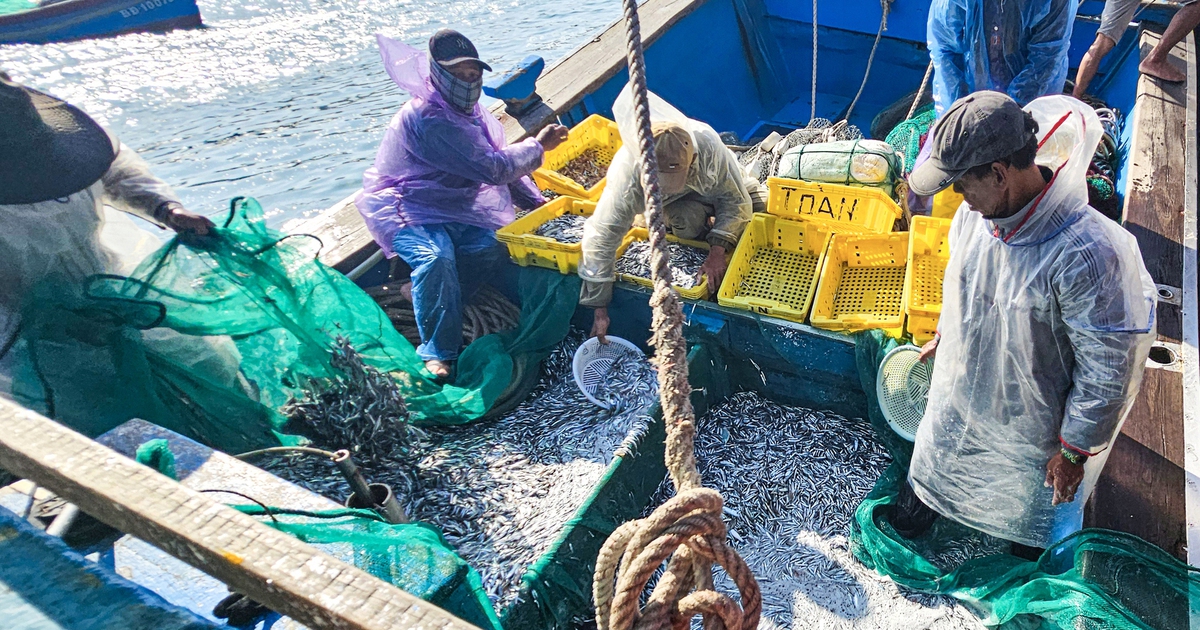 Cá đầy khoang, ngư dân Bình Định trúng 'lộc biển' thu tiền triệu sau mỗi chuyến tàu