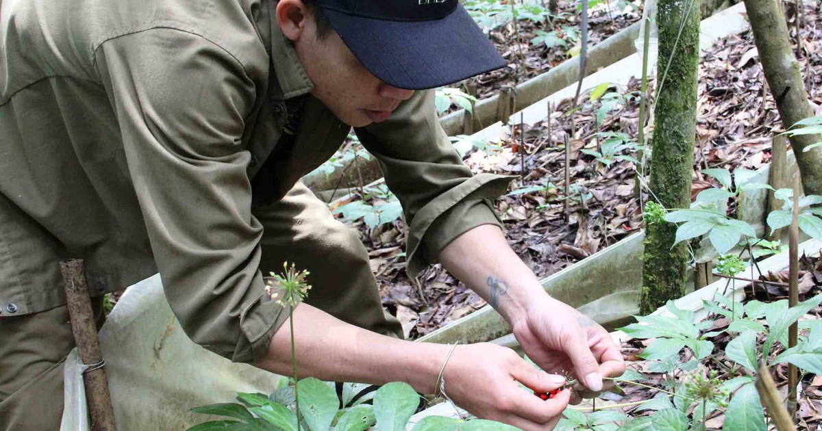 Nhức nhối nạn trộm sâm Ngọc Linh