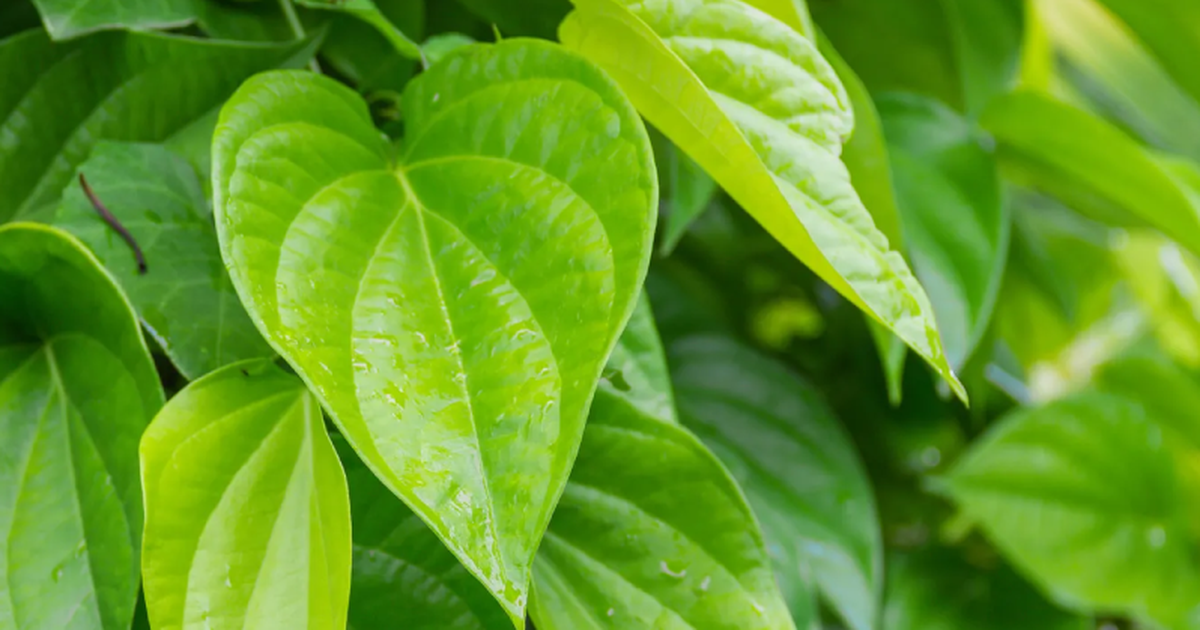 Xà phòng thảo dược lá trầu không BioHealth - lựa chọn cho làn da khỏe mạnh