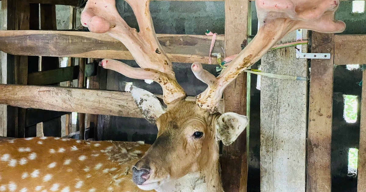 Con hươu sao cho cặp nhung nặng hơn 4,1 kg