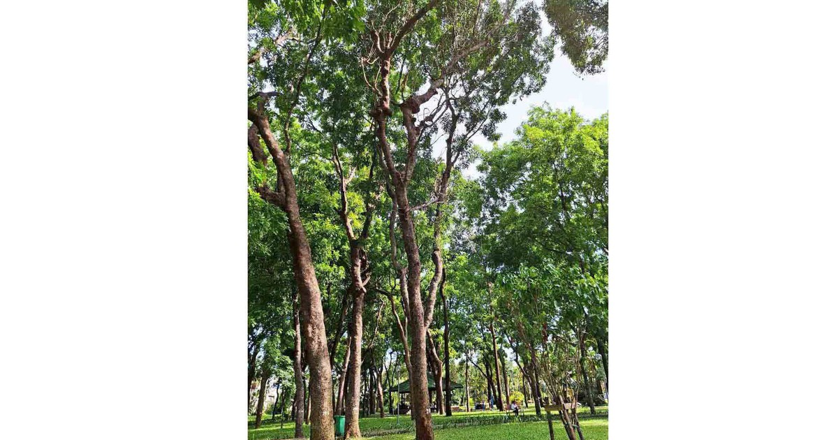 Cây chết khô ở công viên Gia Định