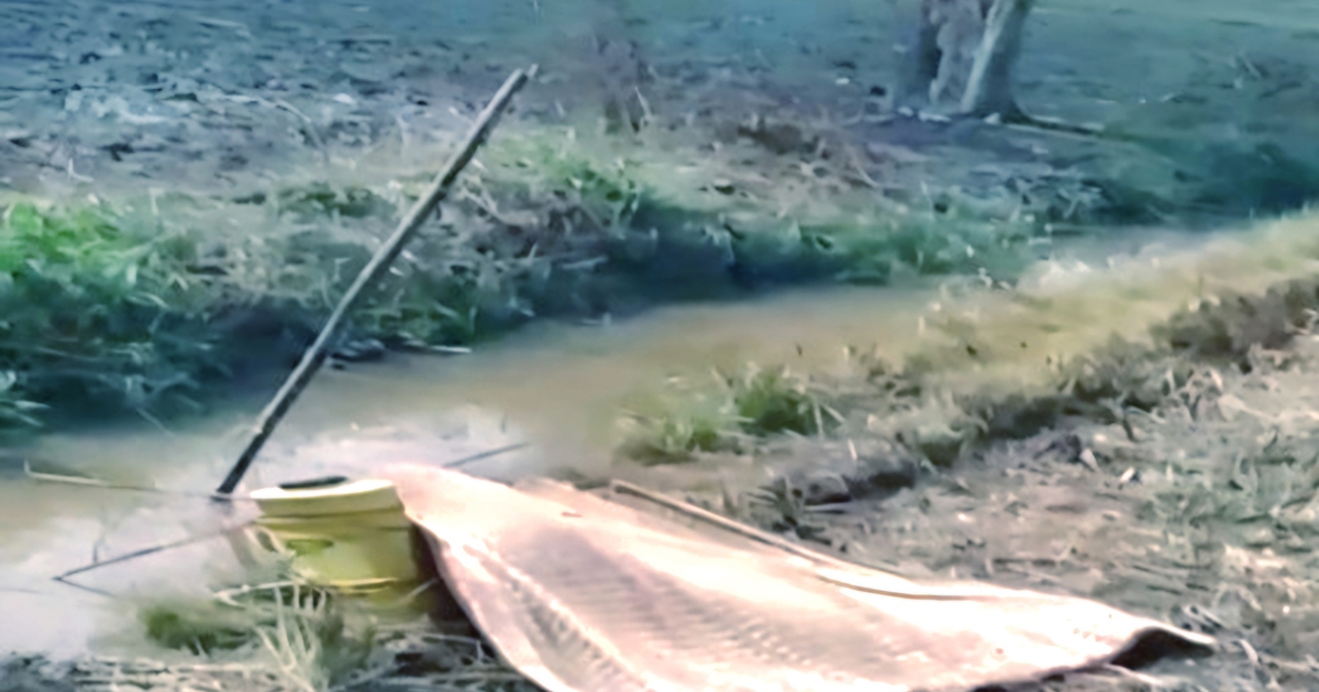 Bạc Liêu: Đạp trúng dây điện bẫy chuột trên ruộng lúa, 1 người tử vong