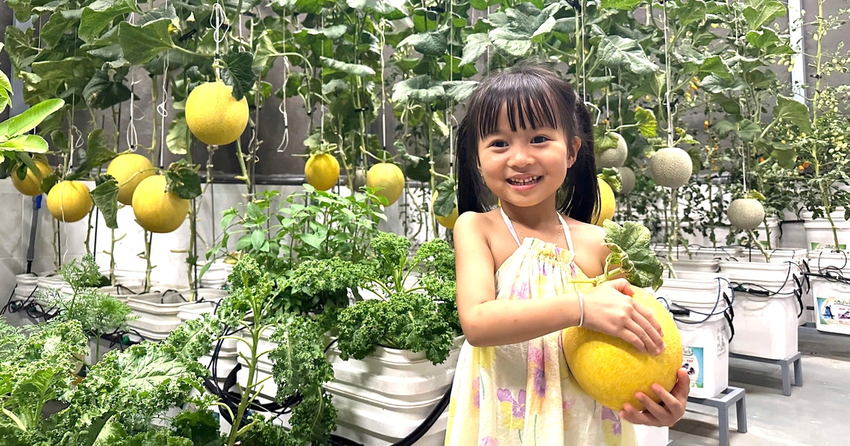 Khu vườn sân thượng cho trái quanh năm của ông bố 9X