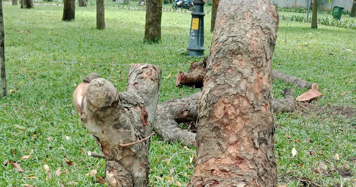 Cây chết khô đã được đốn bỏ