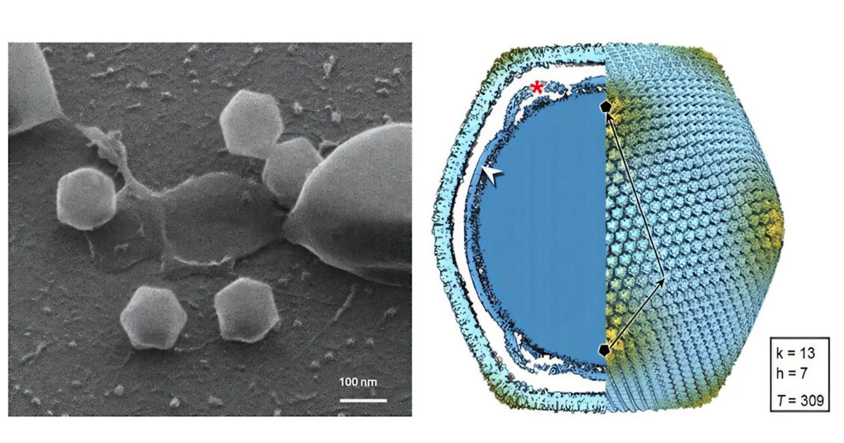 Phát hiện virus khổng lồ ở Phần Lan