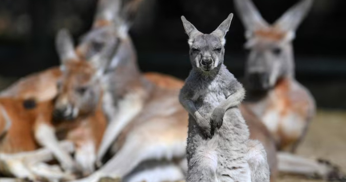 Nghịch lý loài kangaroo khổng lồ tiền sử sống 'thư giãn', khép kín trong hang