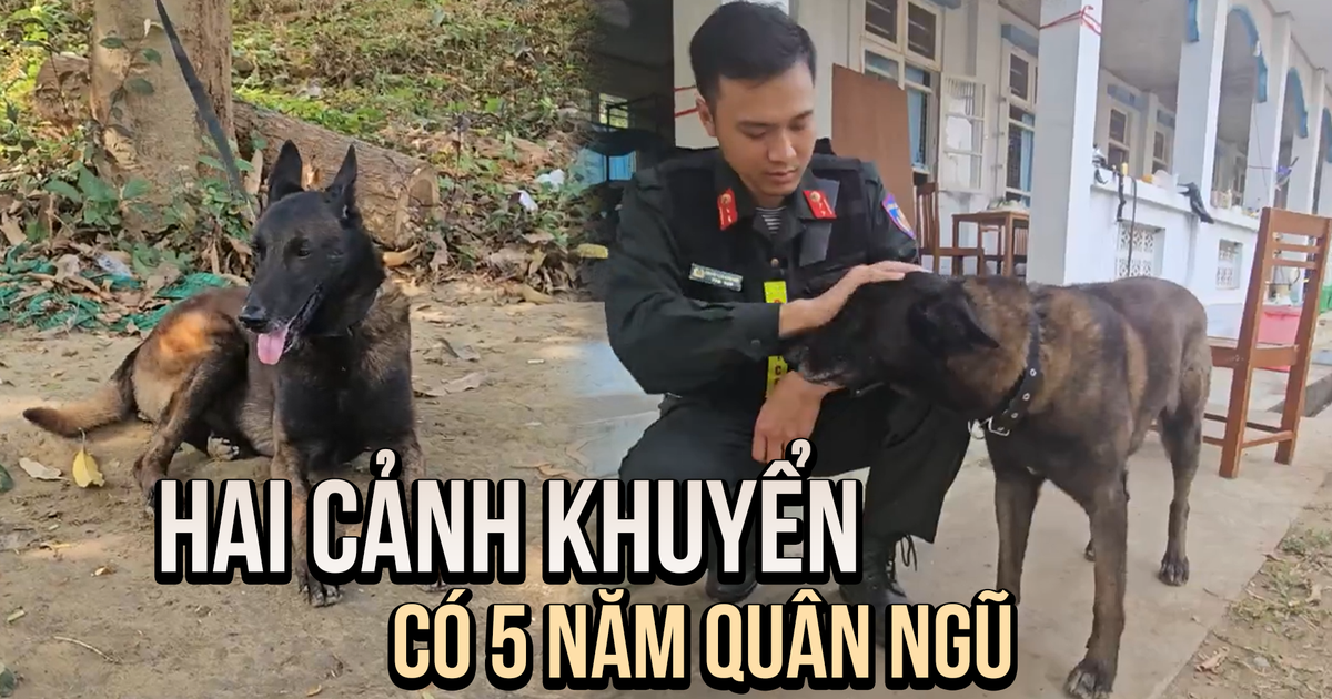 Hai chú cảnh khuyển có 5 năm tại ngũ tham gia cứu nạn tại Myanmar
