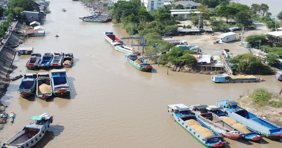 Nhập khẩu 8,2 triệu tấn lúa để đáp ứng nhu cầu xuất khẩu gạo