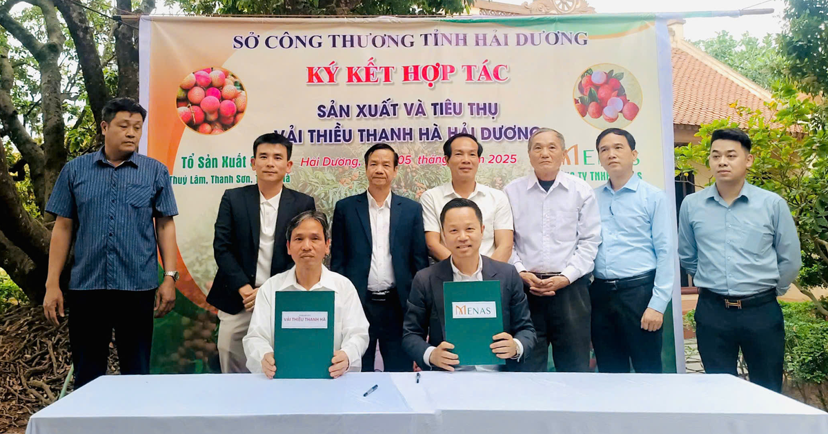 Menas Group nâng tầm đặc sản vải thiều Thanh Hà trên thị trường cao cấp