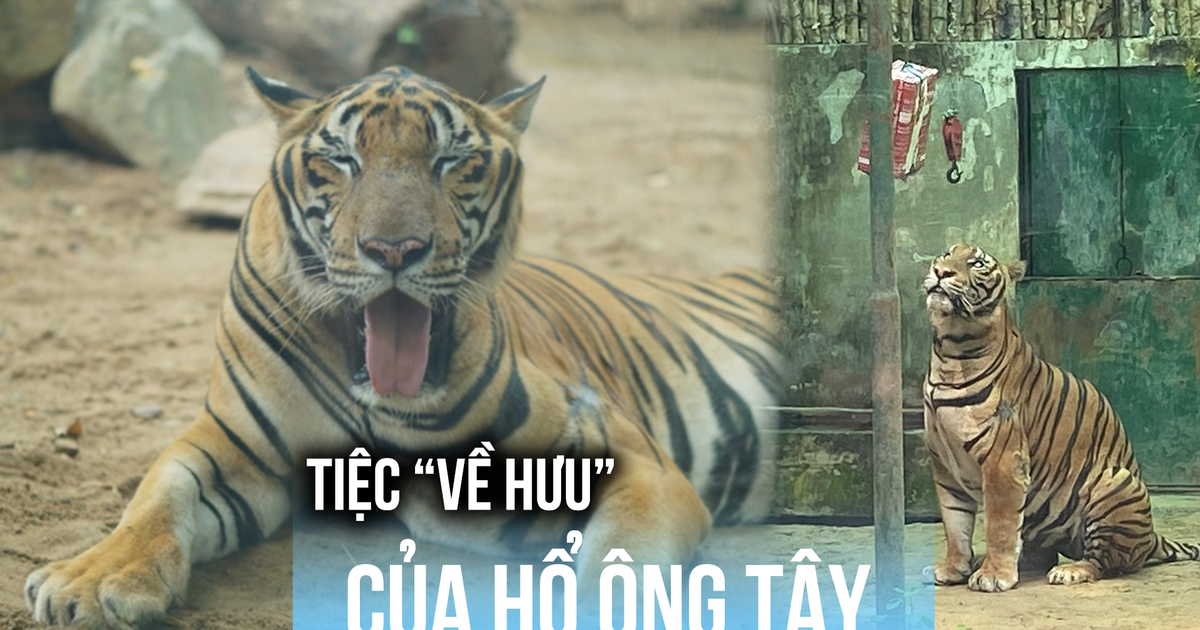 Thảo Cầm Viên tổ chức tiệc ‘về hưu’ cho hổ ‘Ông Tây’