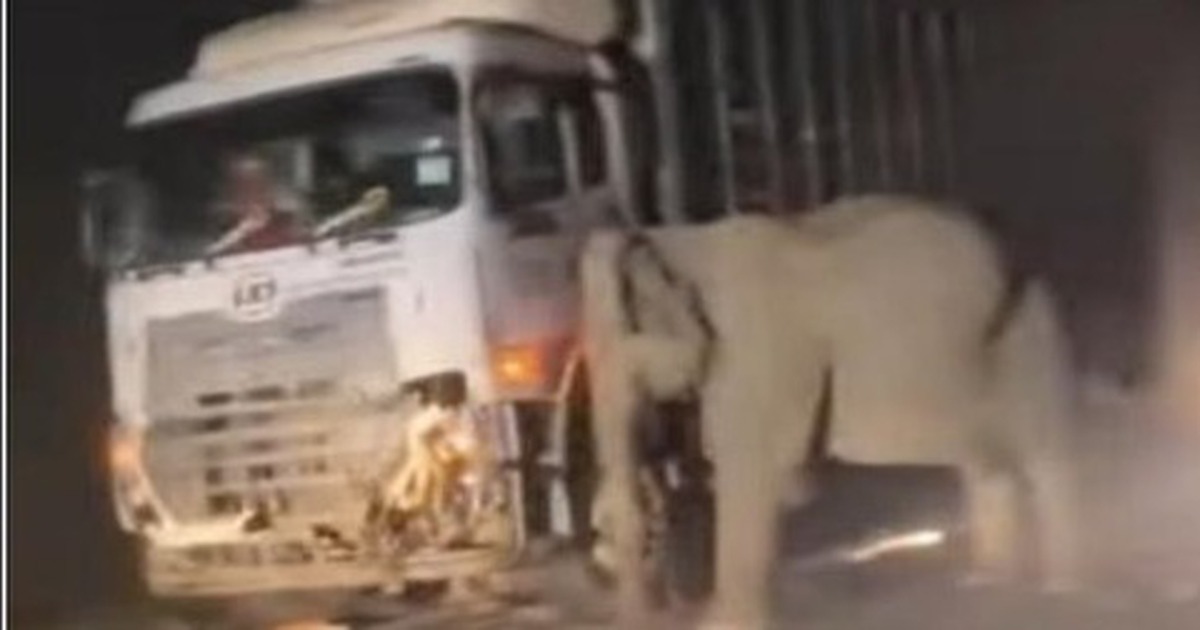 Voi con bị xe tải cán chết, voi mẹ tuyệt vọng tìm cách cứu