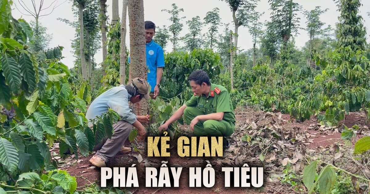 Nông dân xót xa nhìn loạt cây hồ tiêu bị kẻ gian chặt trộm ở Đắk Lắk