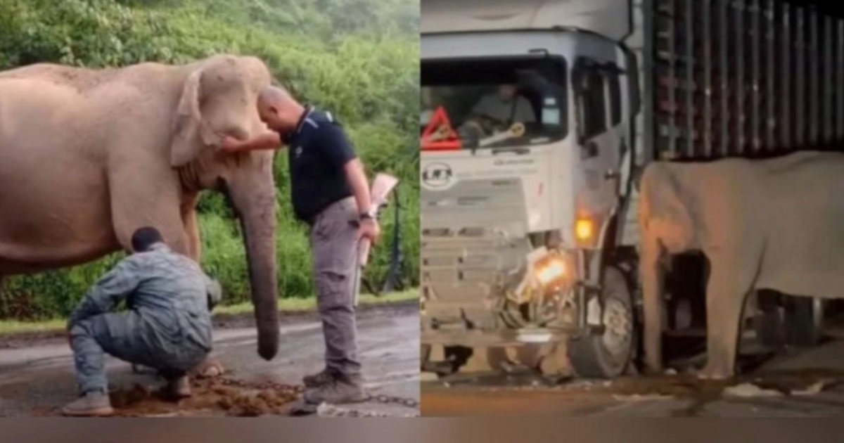 Malaysia tìm giải pháp sau khi voi con bị xe tông chết vì băng ngang xa lộ
