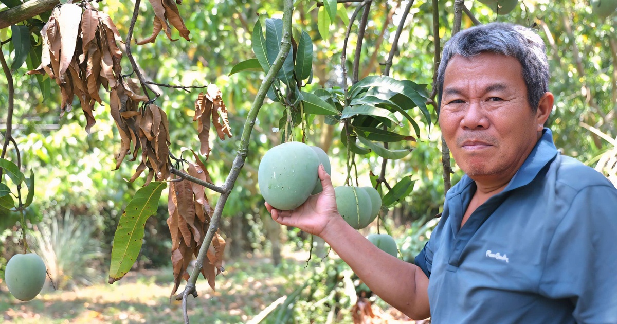 Xoài Úc chỉ còn hơn 1.000 đồng/kg, rụng đầy gốc không bán được