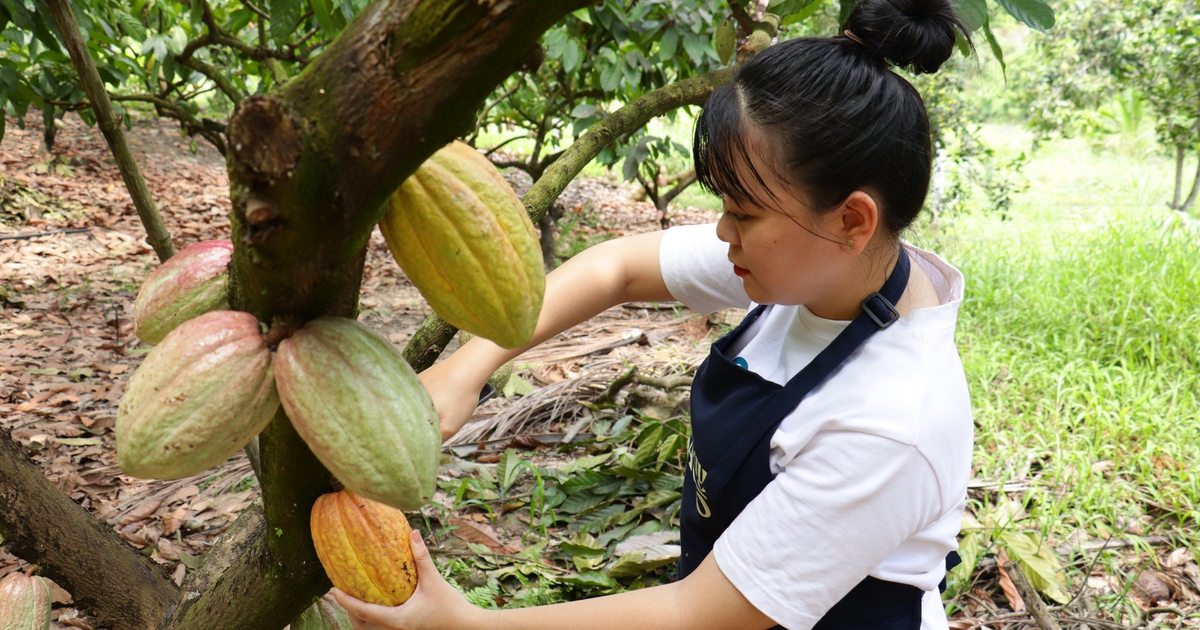 Để hồn Việt 'lên men' trong từng hạt cacao thủ công