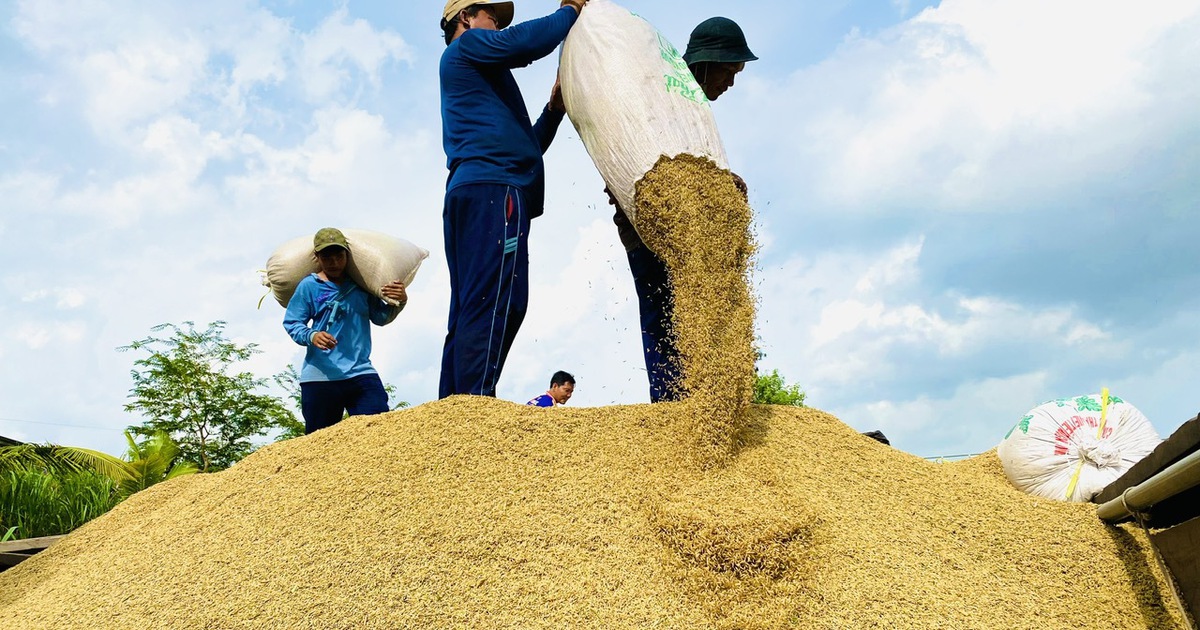 Việt Nam nhập khẩu gạo lớn thứ 2 thế giới, Chủ tịch VFA nói gì?