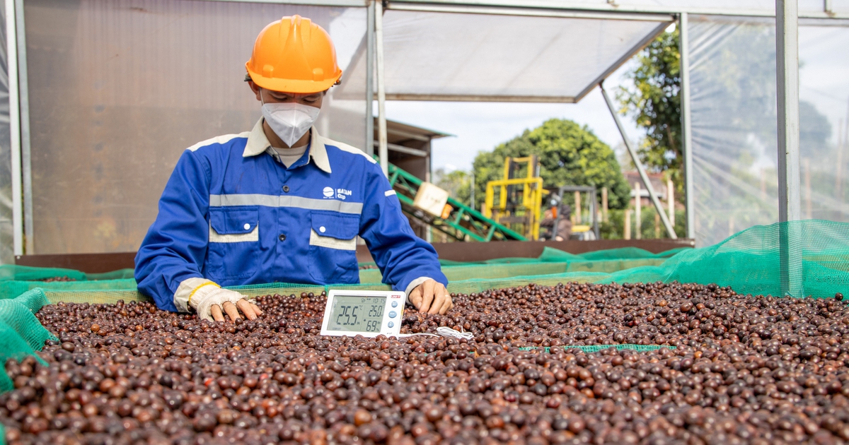 Giá cà phê lao dốc, vì sao?