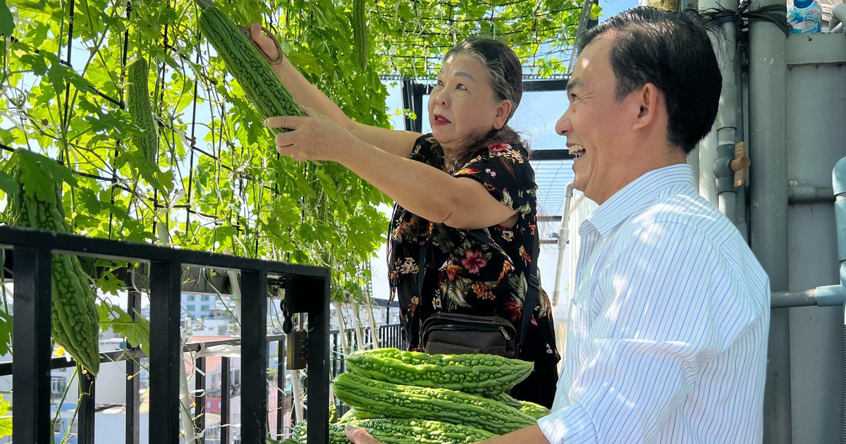 Gia đình trồng rau sạch trên sân thượng: Ăn không xuể, mang tặng bạn bè