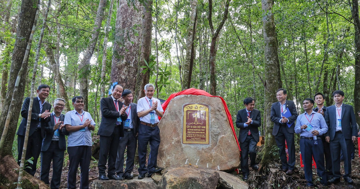'Sứ giả đến từ thời tiền sử' được công nhận là cây di sản Việt Nam