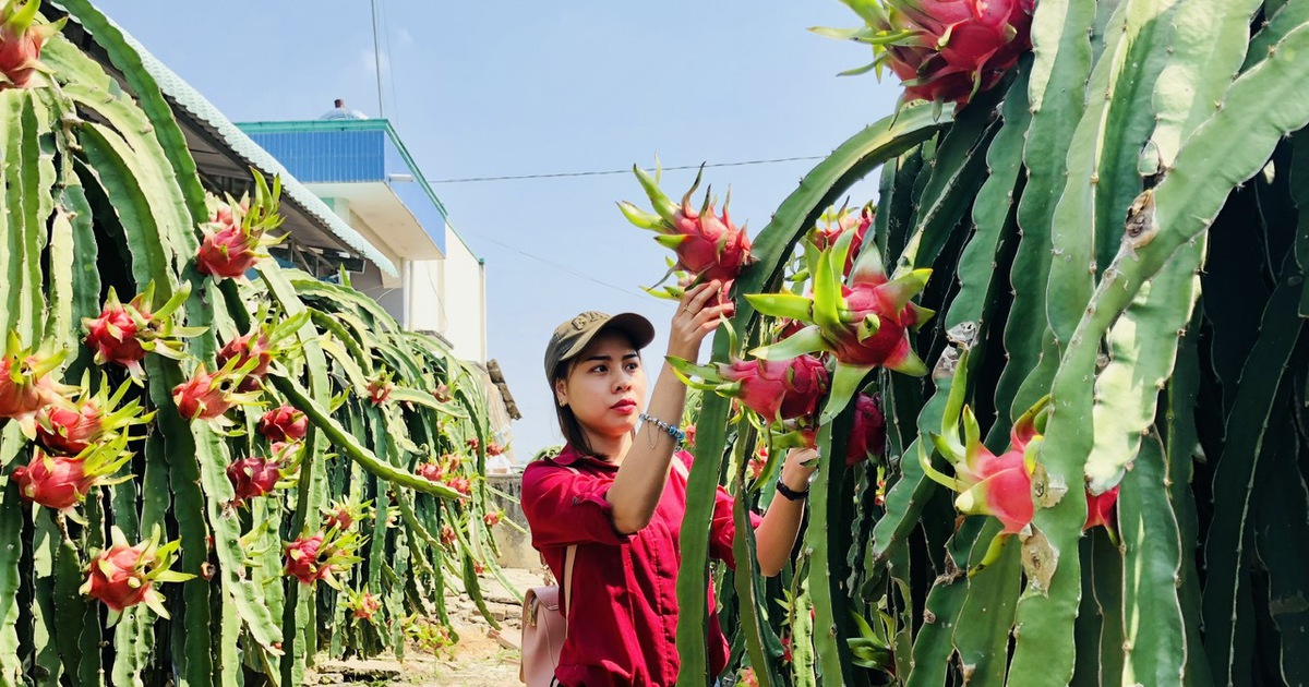 Vượt mặt sầu riêng, thanh long liệu có trở lại 'câu lạc bộ tỉ USD'?