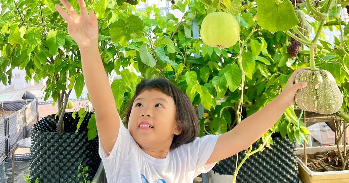 Trồng rau sạch trên sân thượng: Gia đình ăn không hết, phải... bán bớt