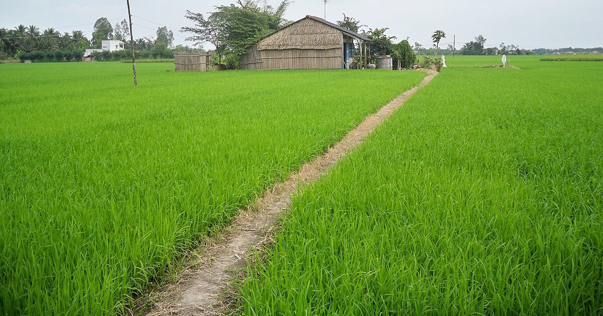 Dùng điện giăng bẫy chuột khiến 1 người tử vong Dùng điện giăng bẫy chuột khiến 1 người tử vong
