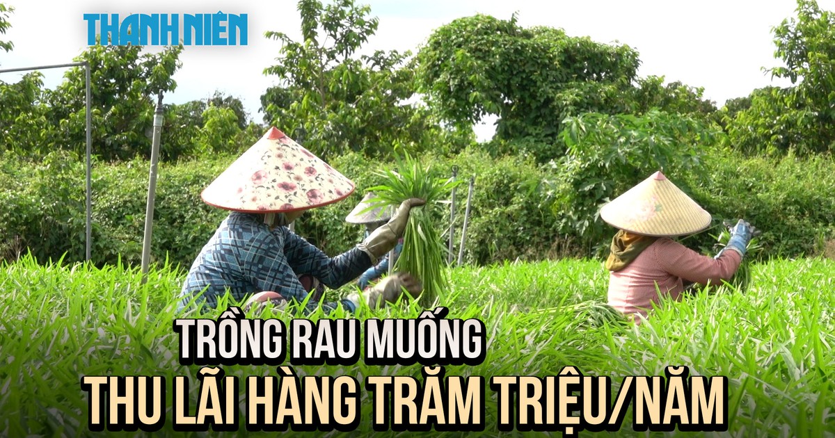 Lão nông miền Tây thu lãi hàng trăm triệu mỗi năm từ rau muống