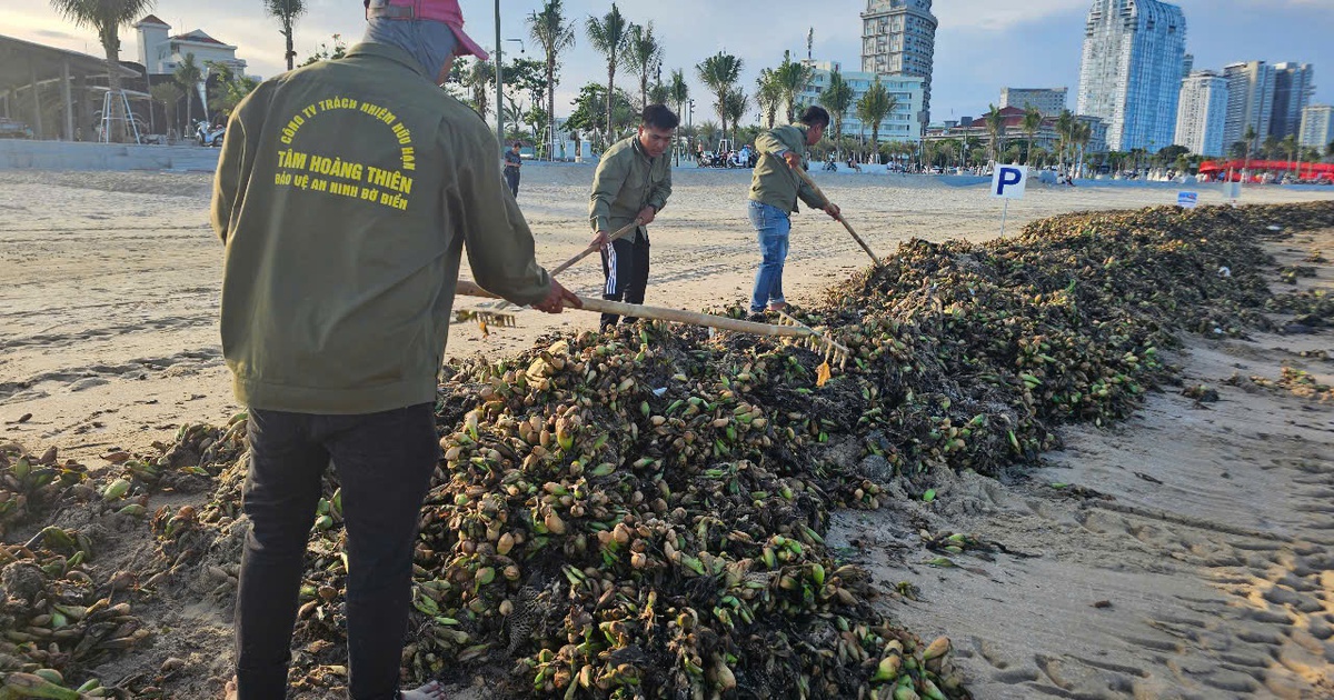 Bãi Sau Vũng Tàu lại bị rác "tấn công"