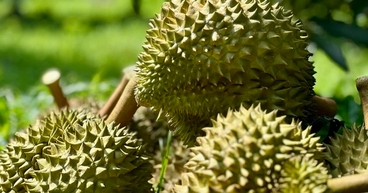 Giải pháp nào đưa sầu riêng trở lại đường đua?