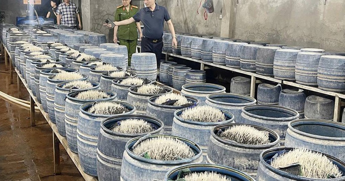 Triệt phá 2 cơ sở sản xuất, bán 348 tấn giá đỗ ngâm hóa chất độc hại