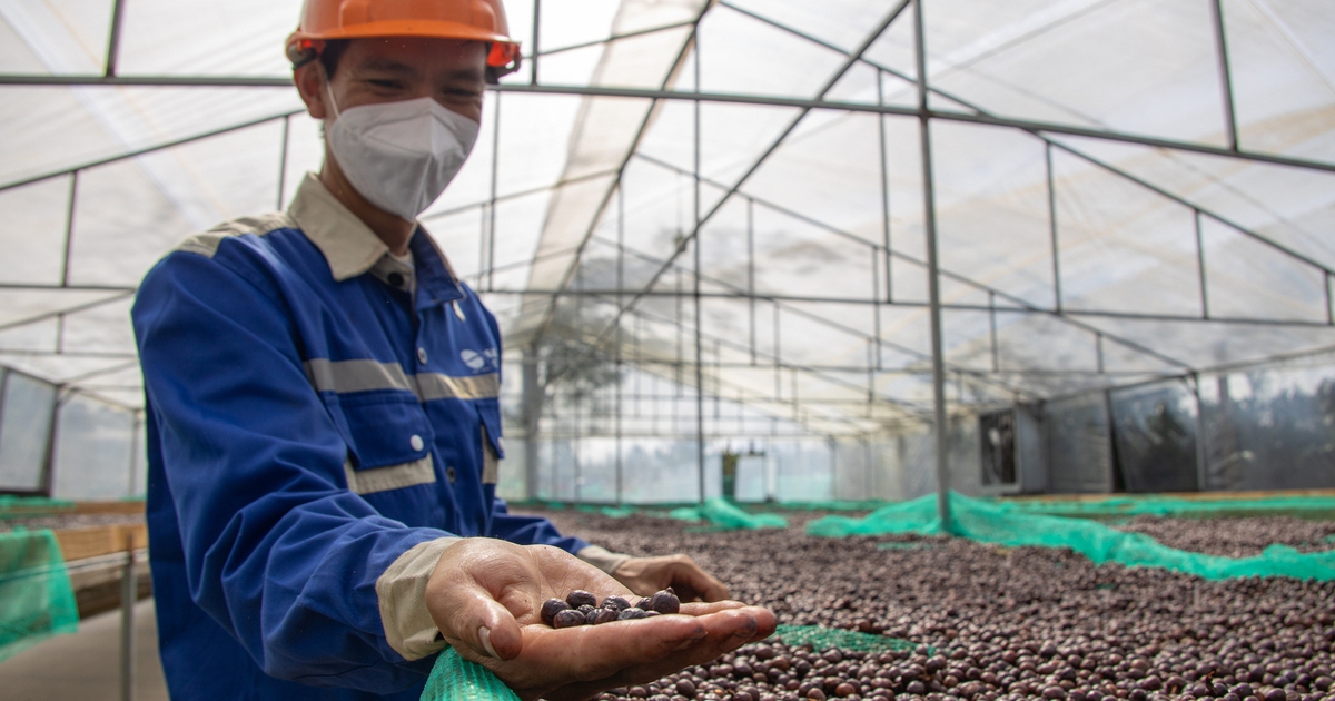 Giá cà phê 'rơi', vì sao Việt Nam không bị ảnh hưởng?