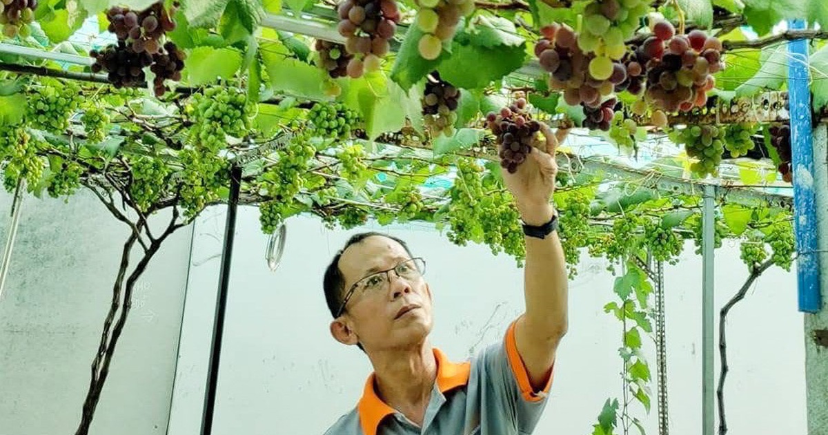 Vườn trái cây trên sân thượng giúp 'chữa lành' sau biến cố nghề tài xế